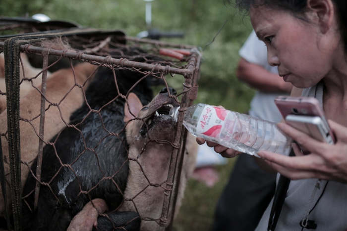 Защитники животных поят собак водой