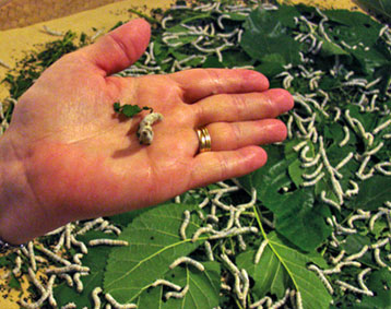 производство шелка в Китае