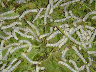 китайский шелк