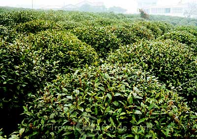 китайский чай