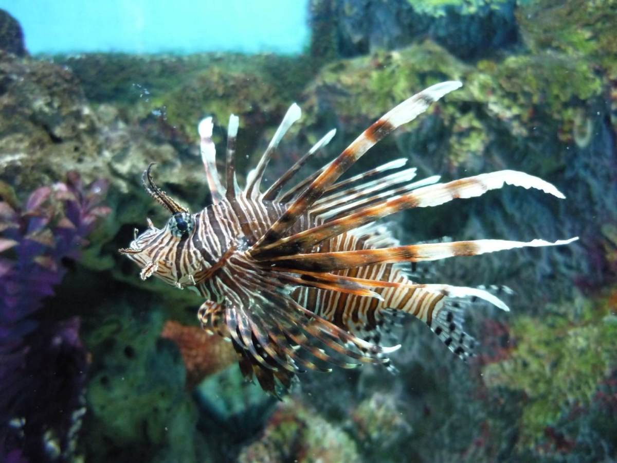 Лаохутань, фото