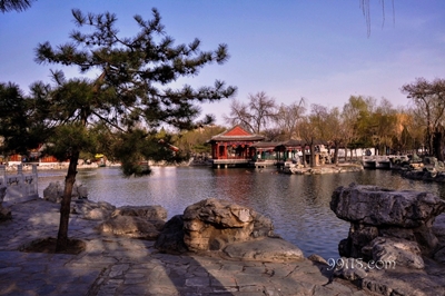 Сосна, парк Дагуаньюань