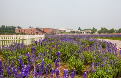 Цветы, усадьба лаванды