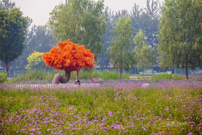Оранжевое дерево, усадьба лаванды