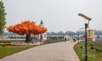 Оранжевое дерево, усадьба лаванды