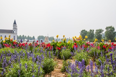 Цветы, усадьба лаванды