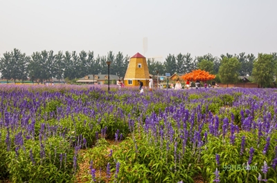 Усадьба лаванды