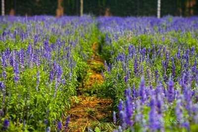 Усадьба лаванды