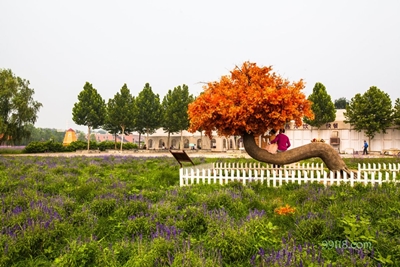 Оранжевое дерево, усадьба лаванды