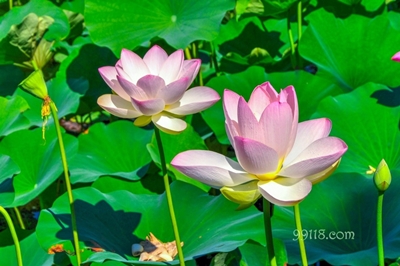 Лотосы, парк Юаньминъюань