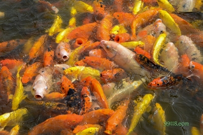 Карпы, парк Окно в мир