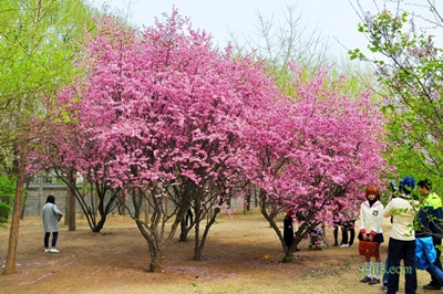 Цветущая сакура, парк Юйюаньтань