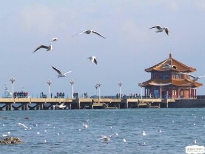 Ханьдань, чайки