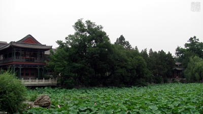 Лотосы, Баодин