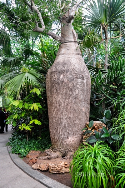 Дерево, ботанический сад