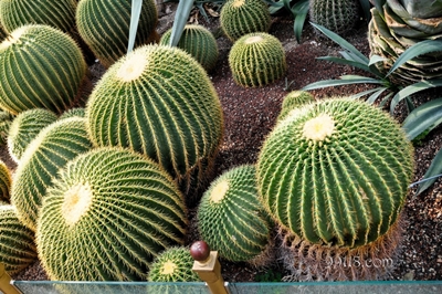 Кактусы, ботанический сад