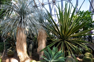 Растения, ботанический сад