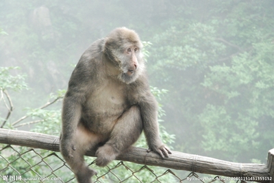 Обезьяна в Эмэйшань, Сычуань