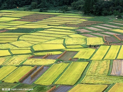 Поля в Хэйлунцзян