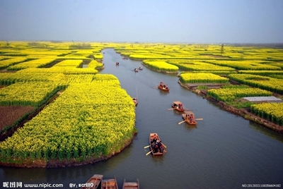 Цветение рапса, Цзянсу