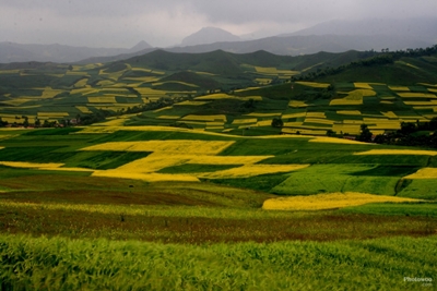 Поля, Цинхай