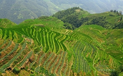 Гуанси, террасные поля