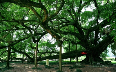 Яншо, Гуанси, большой баньян