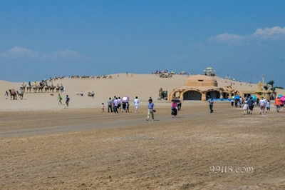 Верблюды, Шаху, Нинся