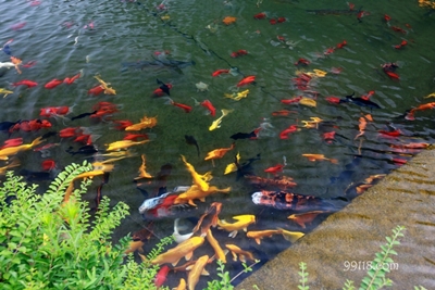 Карпы, Дацинь, Сиань