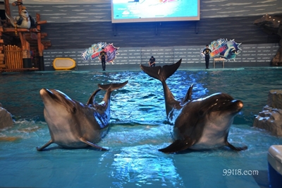 Дельфины, Океанический парк, Далянь, провинция Ляонин