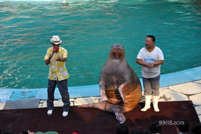 Представление с морскими животными, Океанический парк, Далянь