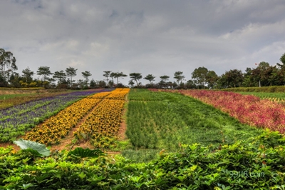 Цветные поля, Шэньчжэнь