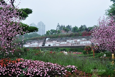 Цветущие деревья, Шэньчжэнь