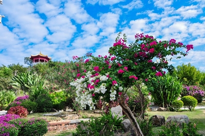 Цветы, Санья