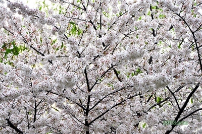 Цветущая сакура, парк Юйюаньтань