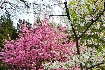 Цветущая сакура, парк Юйюаньтань