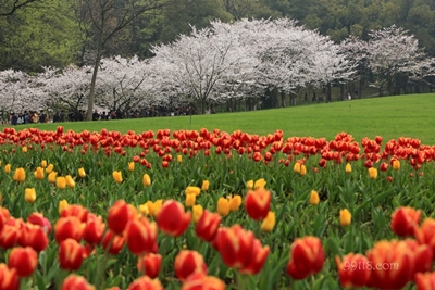 Цветы, Ханчжоу