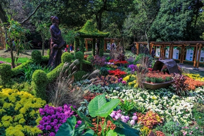 Цветы, Ханчжоу