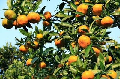 Мандарины, город Сучжоу