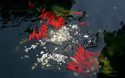 Карпы, город Сучжоу