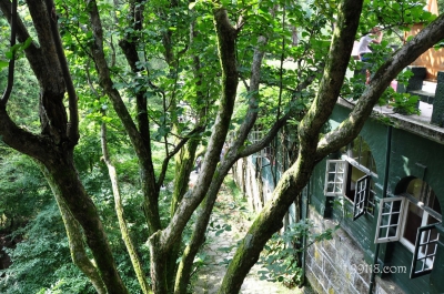 Дерево, Лушань